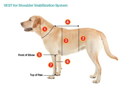 坎高犬肩高多少